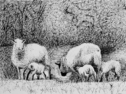 Sheep